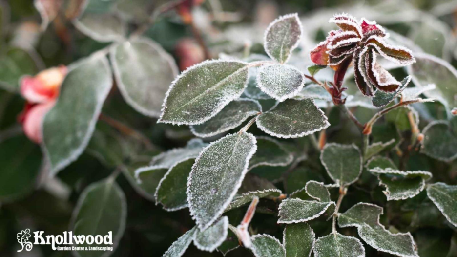 Winter Plant Care in Zone 6 That Helps Your Garden Thrive
